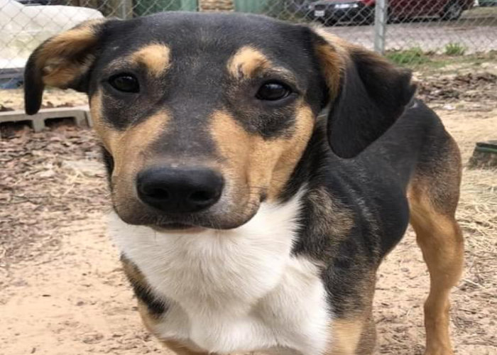 Thank you Petfinder Foundation for your generous grant!