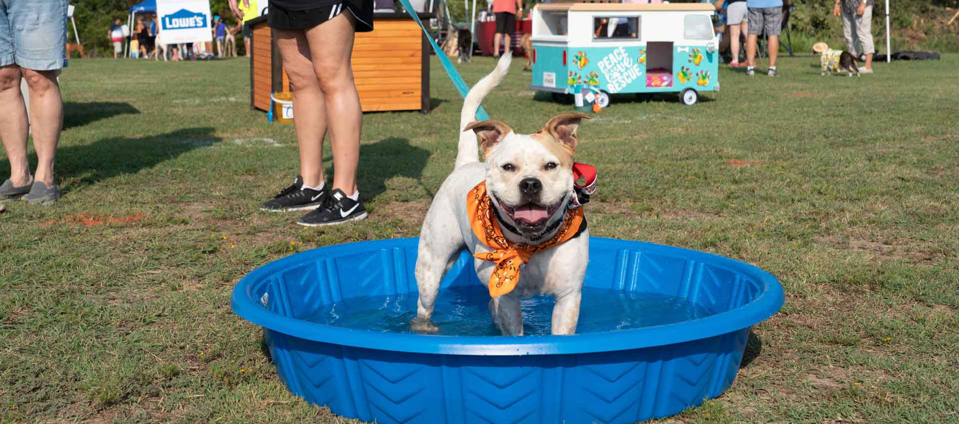 Panel Dog Pool 1
